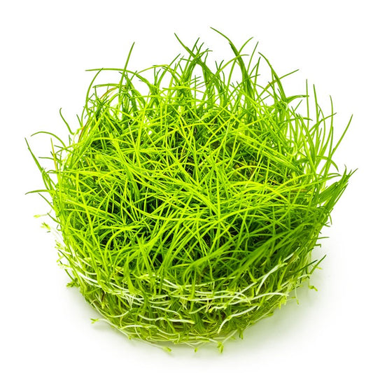 Tropica 1-2-Grow Eleocharis acicularis