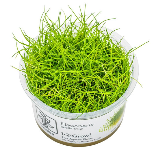 Tropica 1-2-Grow Eleocharis pusilla 'Mini'