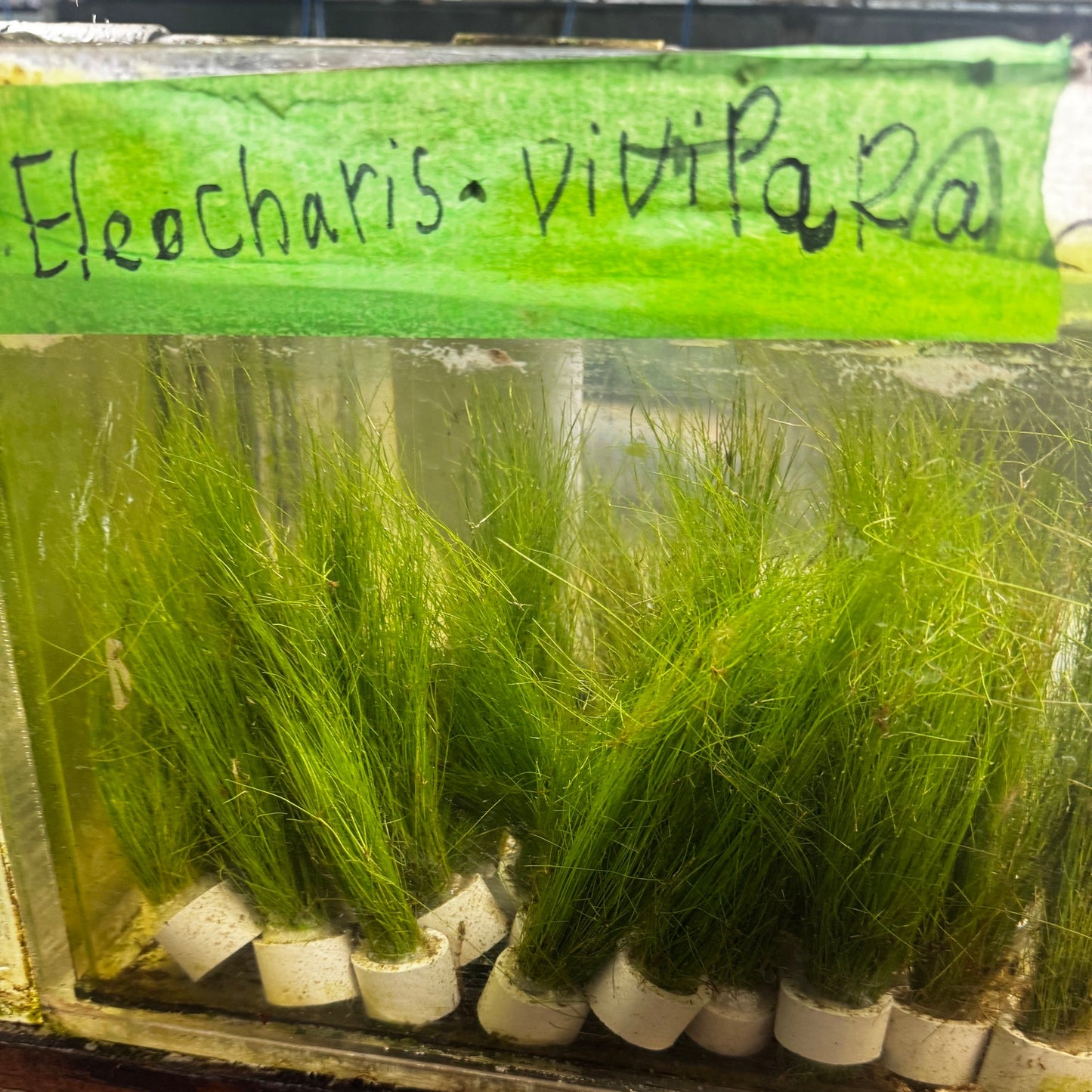 Eleocharis vivipara