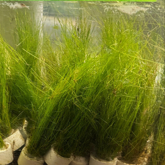 Eleocharis vivipara