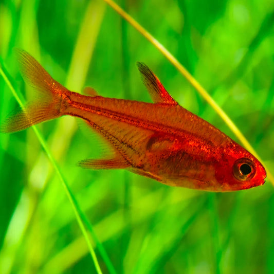 Ember Tetra