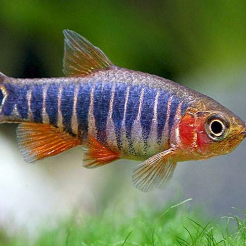 Emerarld Dwarf Rasboras