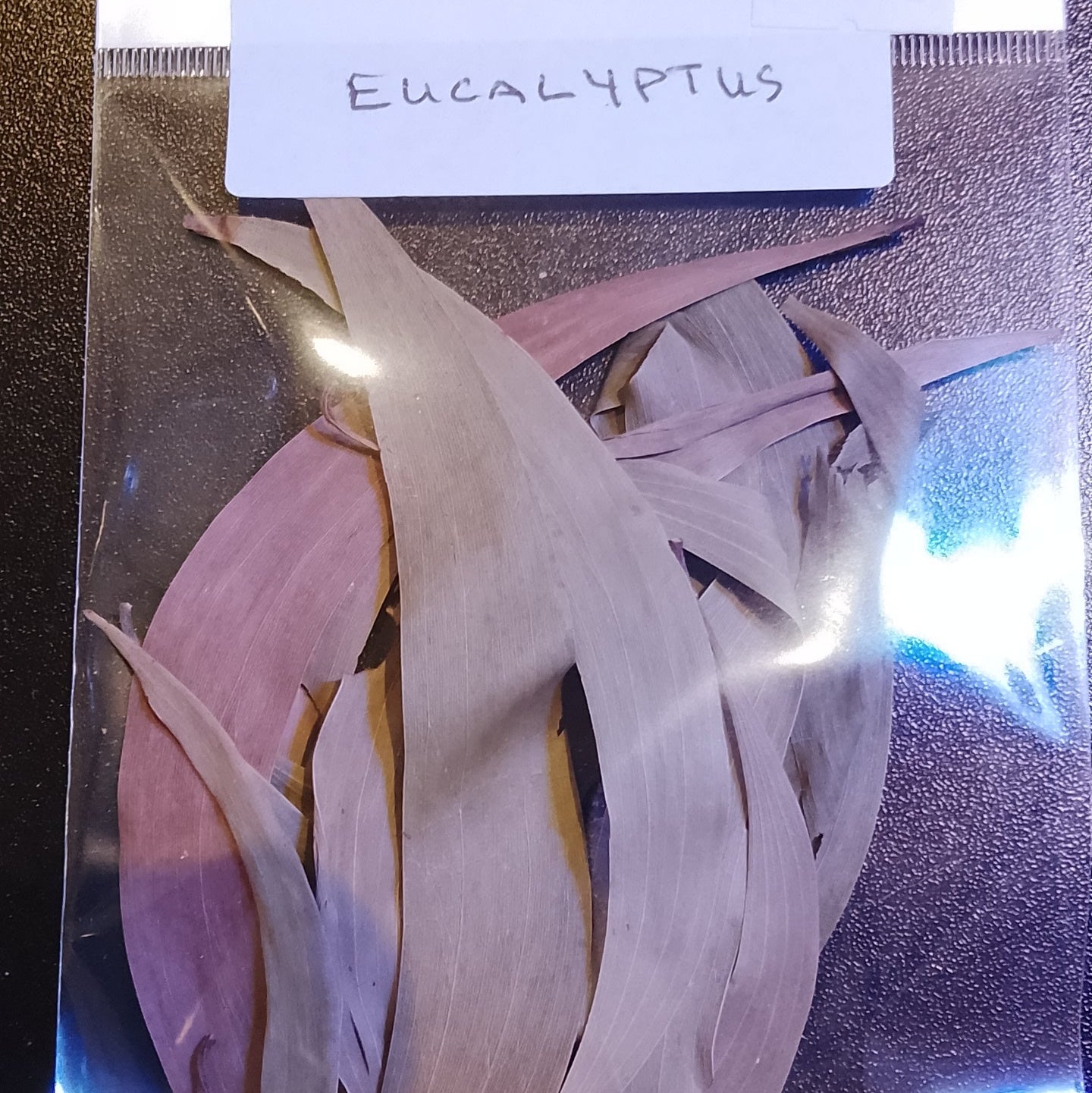 Feuilles d'eucalyptus