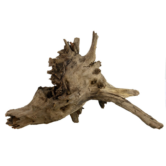 Eucalyptus Root - Large