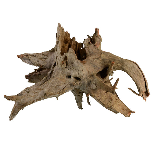 Eucalyptus Root -Small