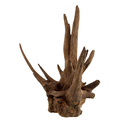 Eucalyptus Root -Nano
