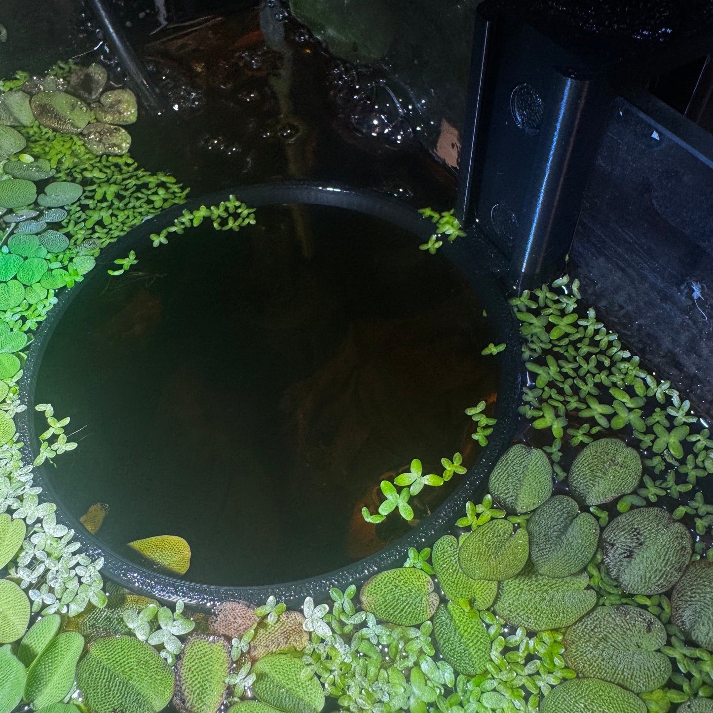 AquaNova Feeder Ring V3