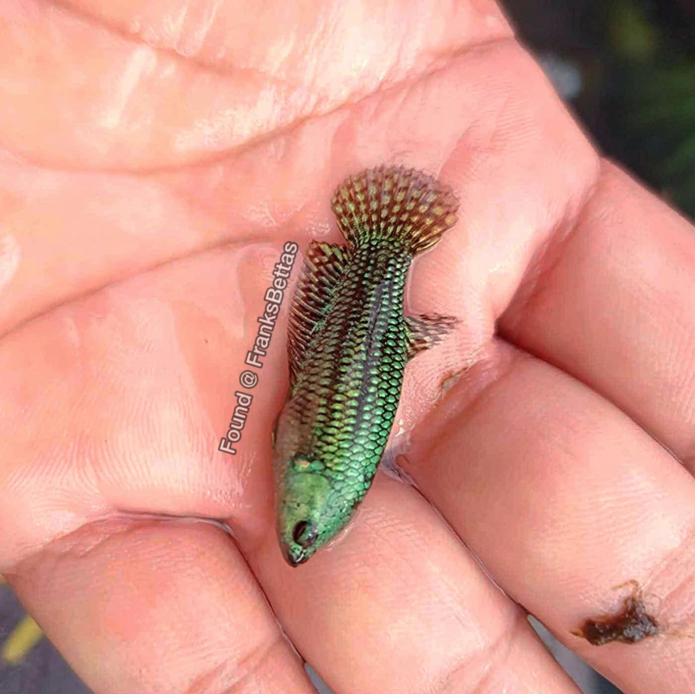 Female Alien Green Betta 