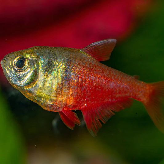 Tetra flame (Hyphessobrycon flammeus)