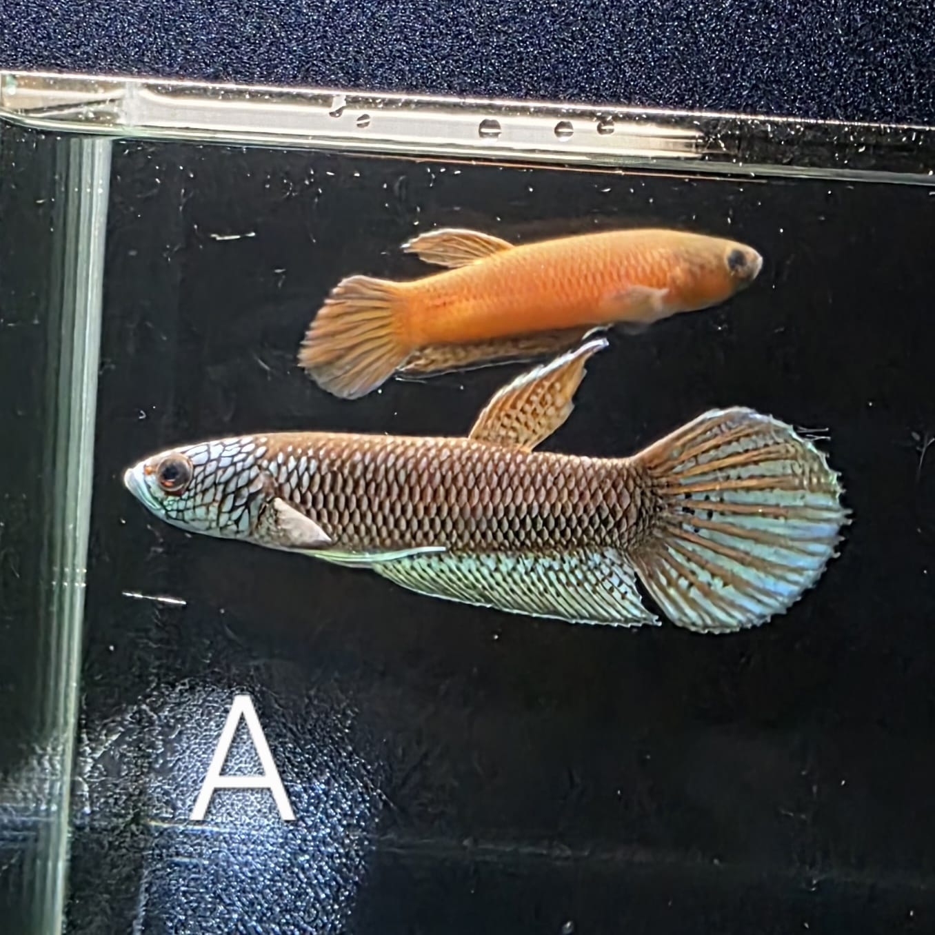 Betta sp. Antuta - Pair