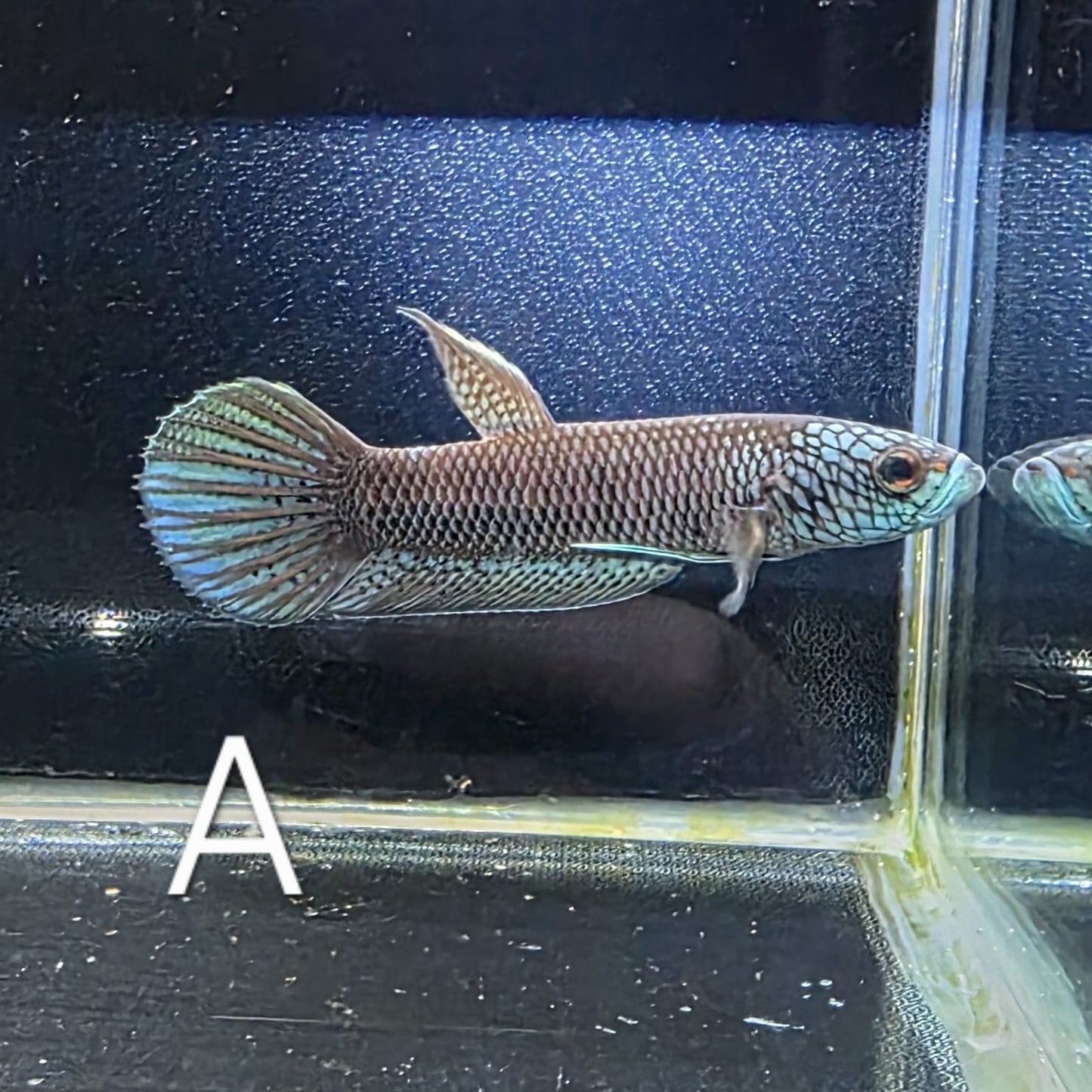 Betta sp. Antuta - Pair