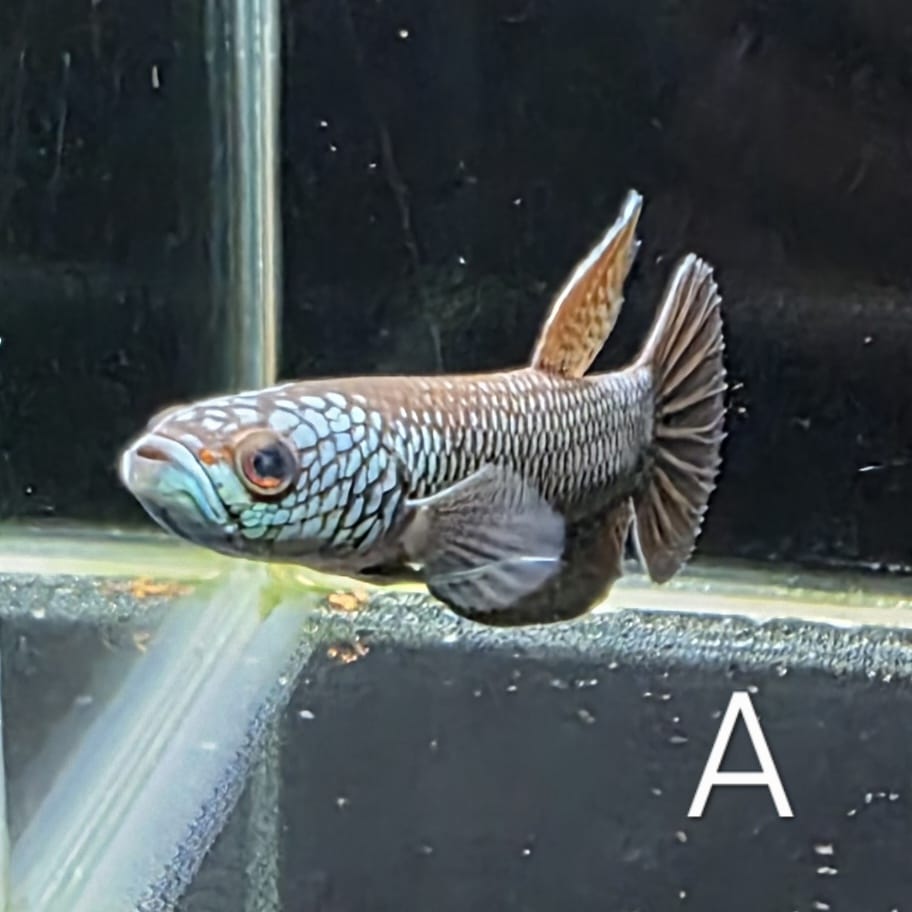 Betta sp. Antuta - Pair