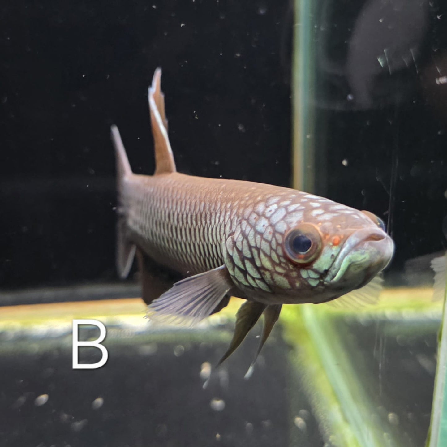 Betta sp. Antuta - Pair
