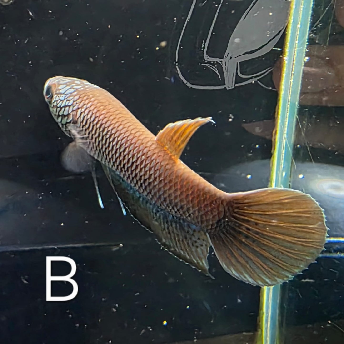 Betta sp. Antuta - Pair