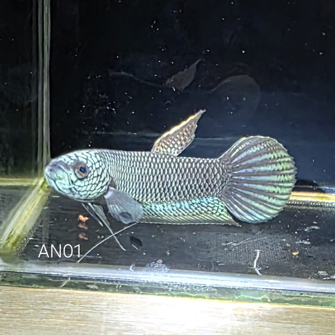 Betta sp. Antuta - Pair