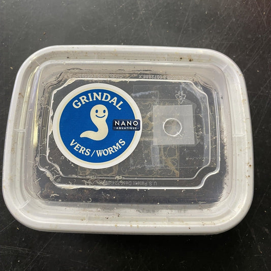 Vers Grindal - Contenant 12oz + 1 plaque de récolte