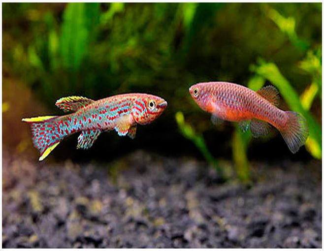Aphyosemion Gardneri Killifish - Pair