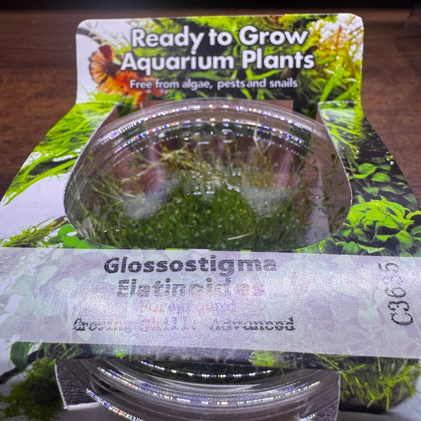 Glossostigma elatinoides t/c in cup
