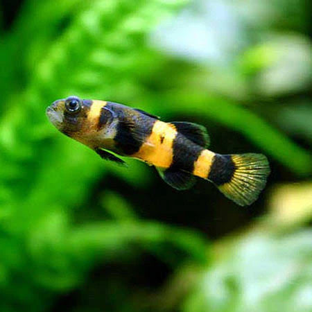 Goby Bumble Bee (Brachygobius doriae)