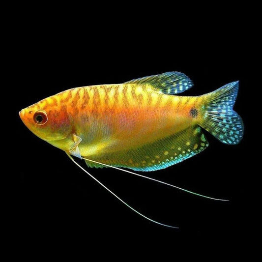 Gold Gourami (Trichopodus trichopterus .var gold)