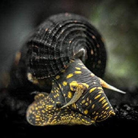 Gold Spotted Rabbit Snail
