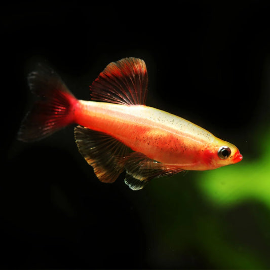 Golden White Cloud Minnow (Tanichthys albonubes)