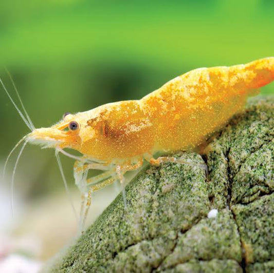 Yellow Golden Sand Shrimp (Neocaridina)