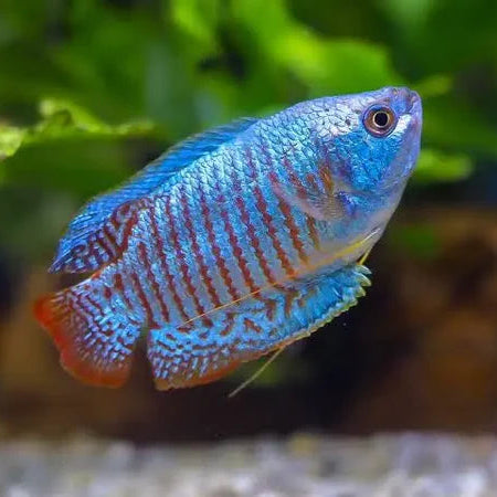 Gourami Dwarf Neon - Male (Trichogaster lalius)