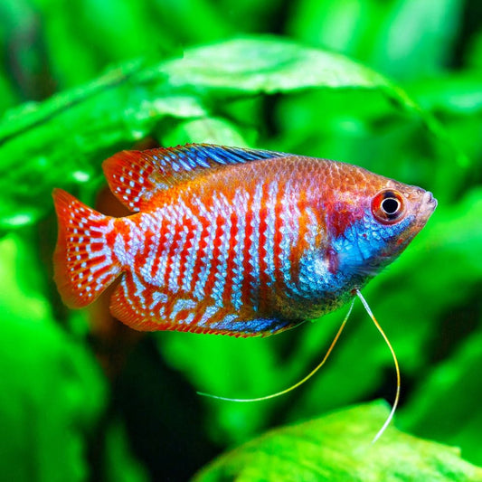 Dwarf Gourami - Trichogaster lalius