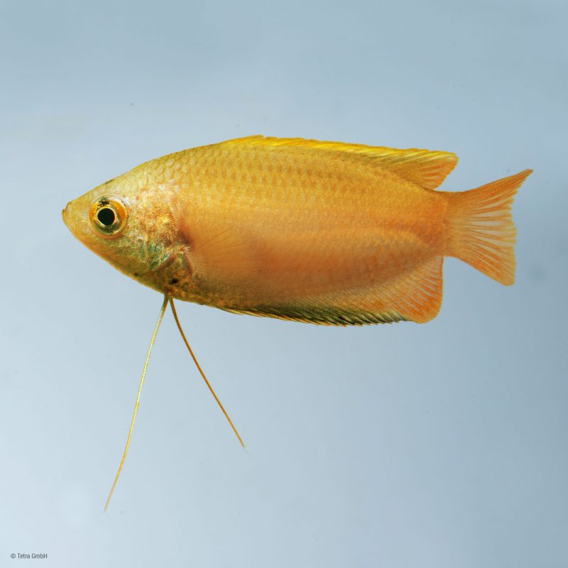 Gourami miel