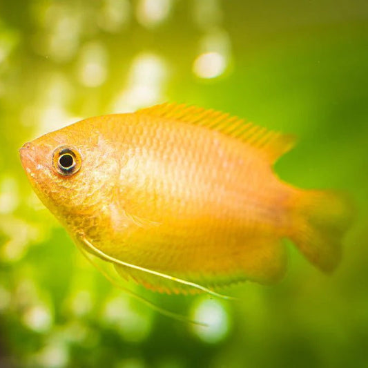 Gourami Honey Golden (Colisa chuna)