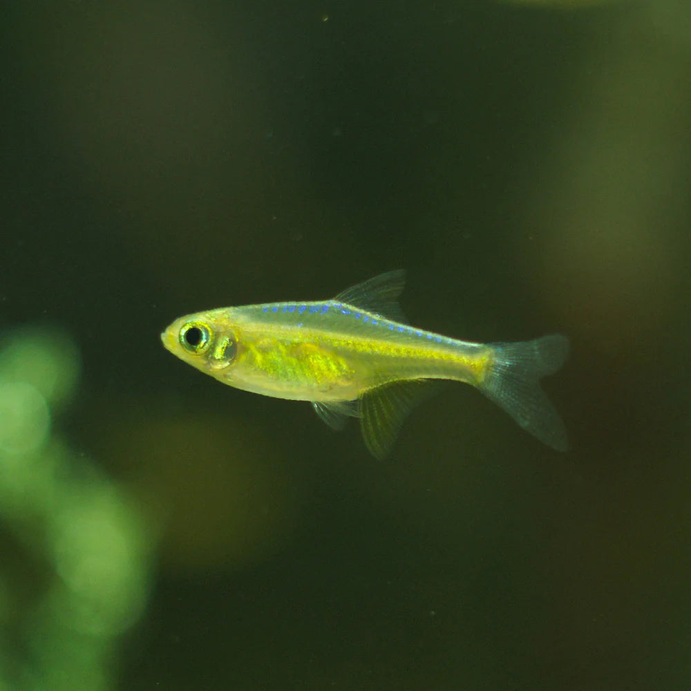 Neon Green Rasbora (Microdevario kubotai)