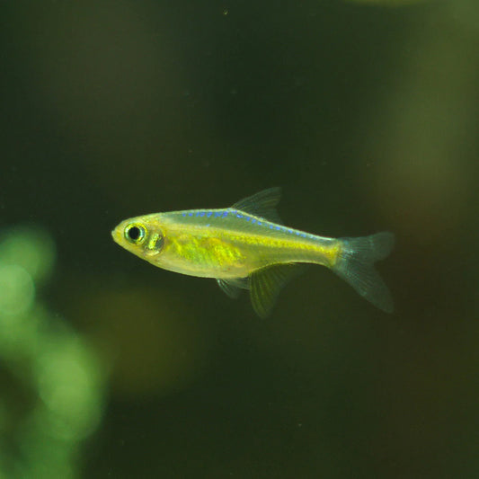 Neon Green Rasbora (Microdevario kubotai)