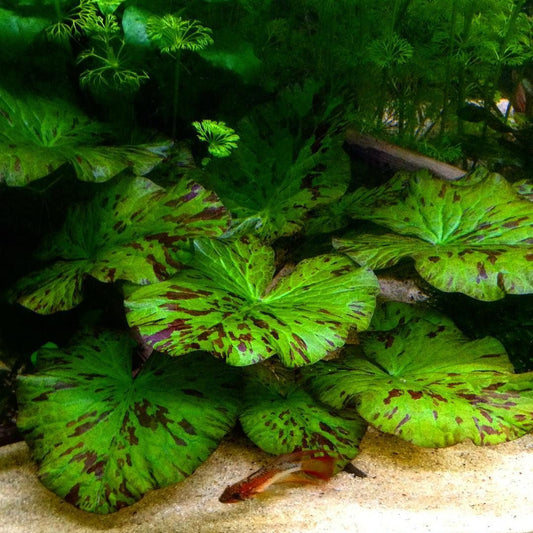 Nymphaea tiger lotus green