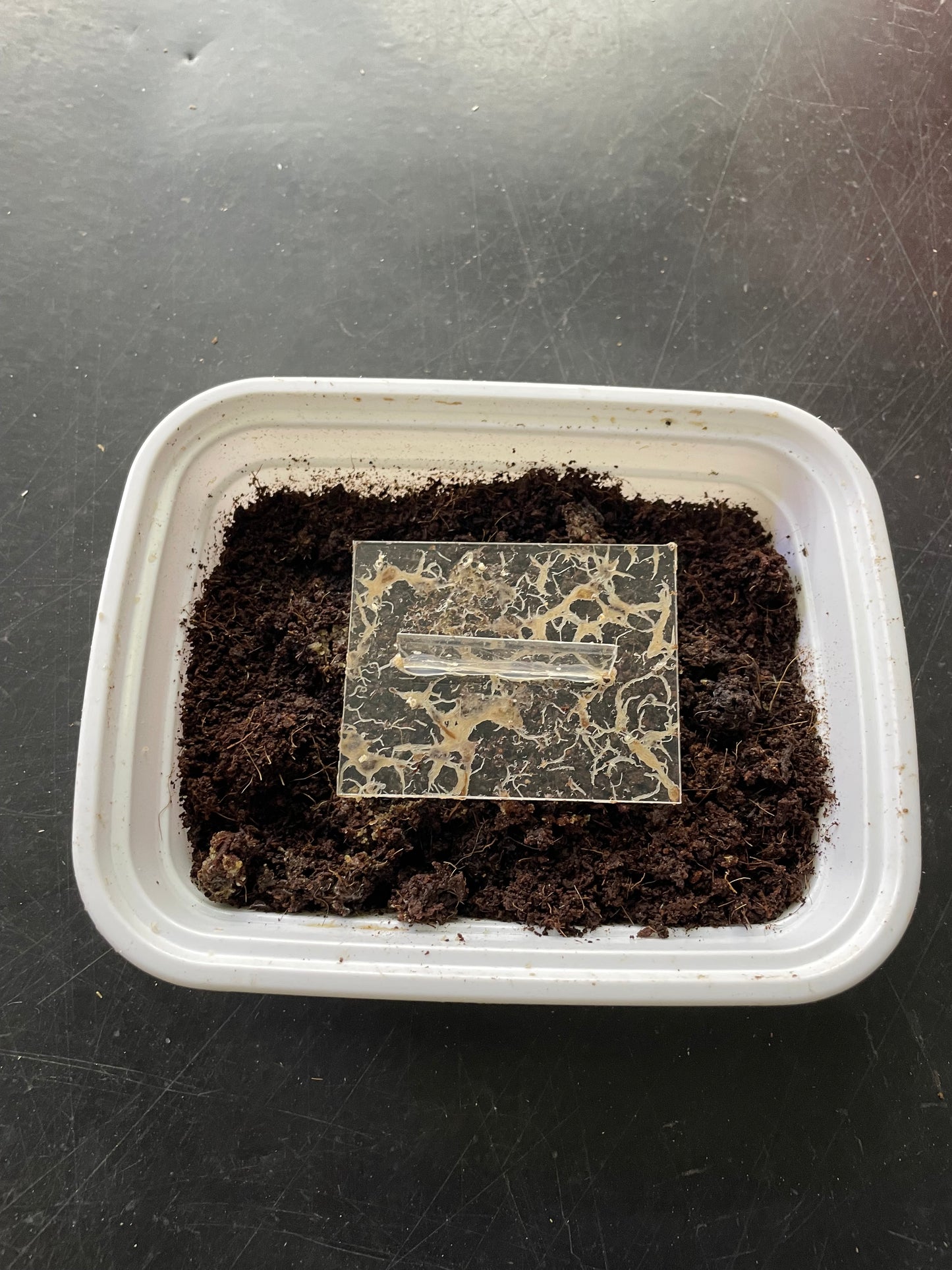 Vers Grindal - Contenant 12oz + 1 plaque de récolte