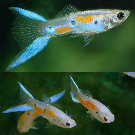 Japan Blue Endler (Poecilia Wingei)