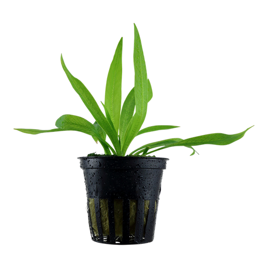 Helanthium bolivianum Quadricostatus