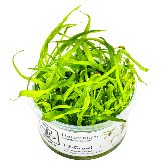 Tropica 1-2-Grow Helanthium tenellum 'Green'