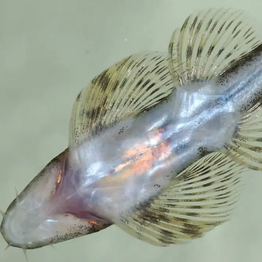 Lizard Fish (homalopteroides tweediei)