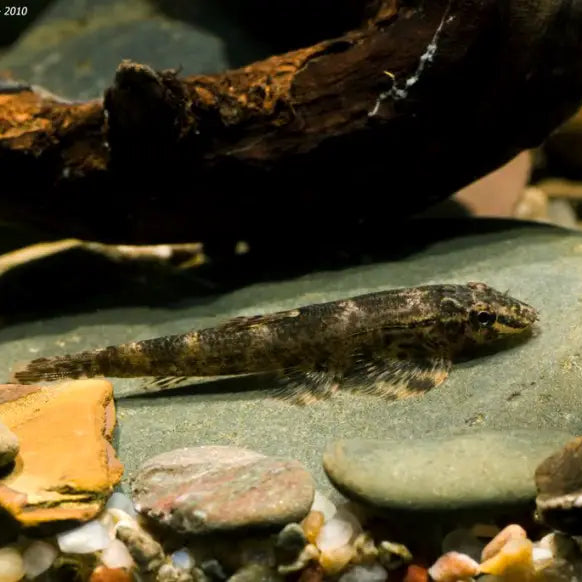 Lizard Fish (homalopteroides tweediei)