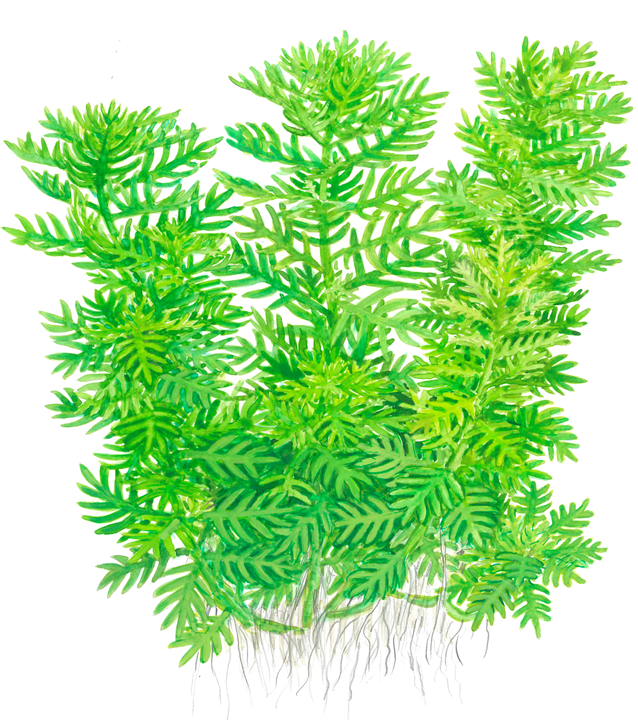 Hottonia palu