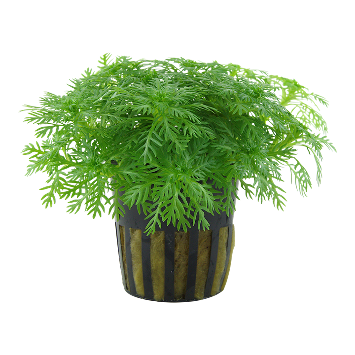 Hottonia palu