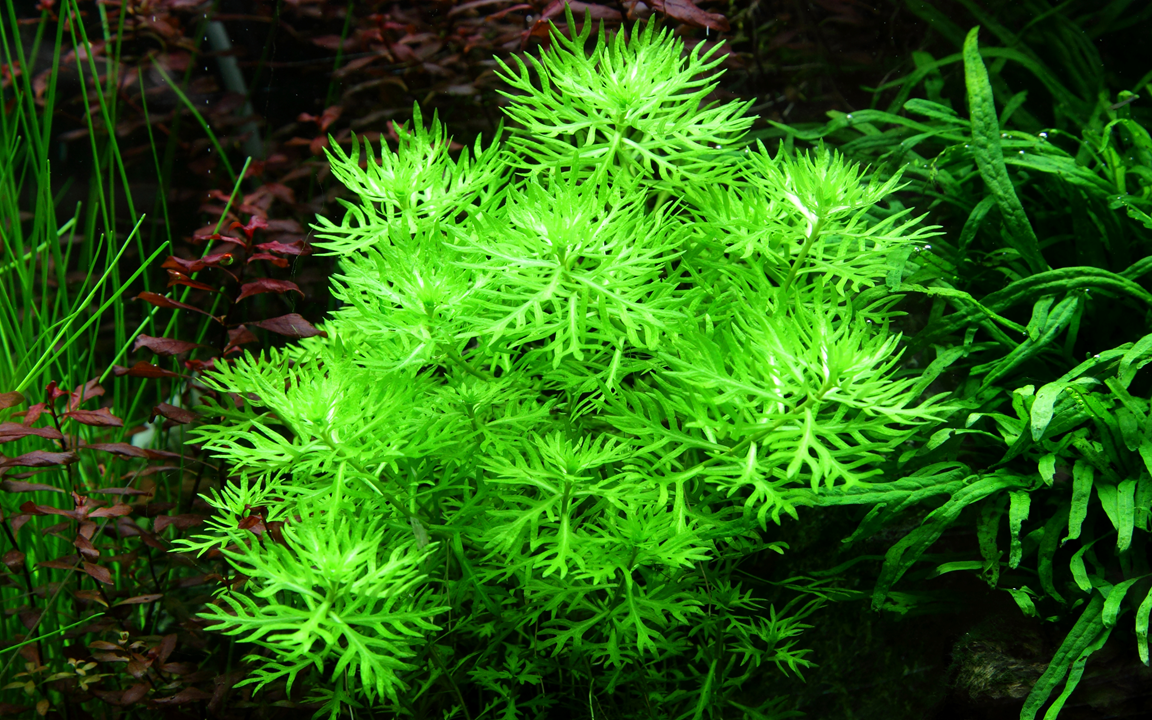 Hottonia palu