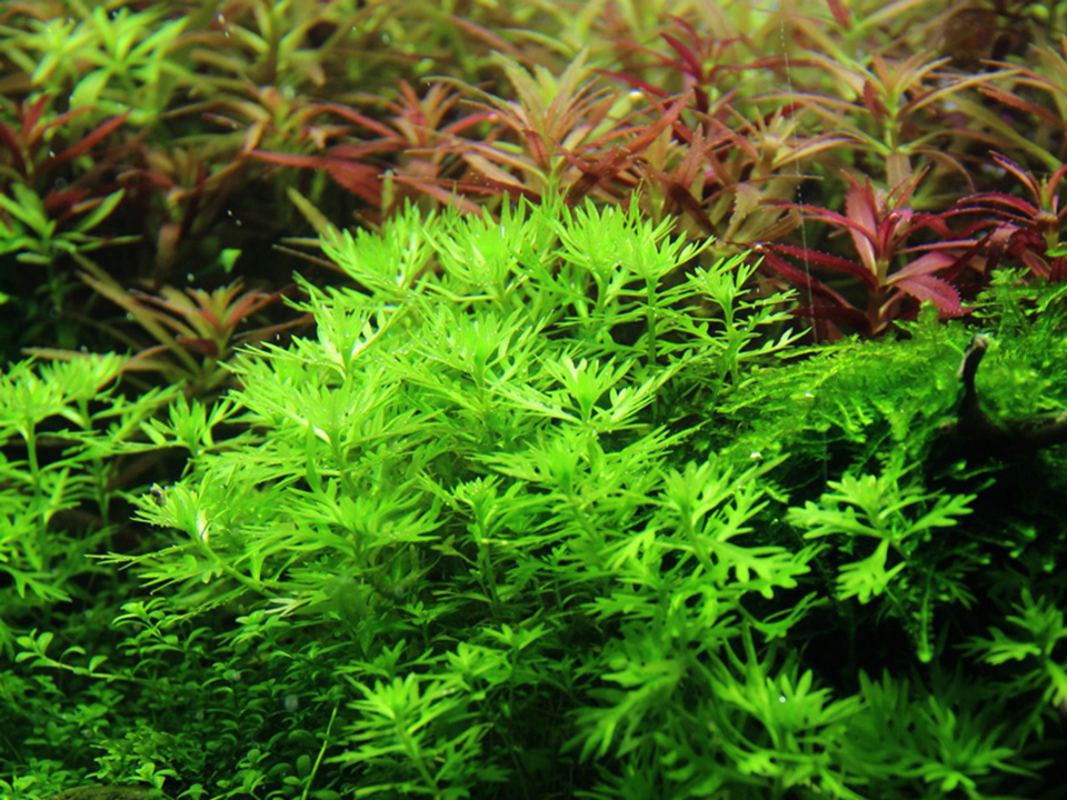 Hottonia palu