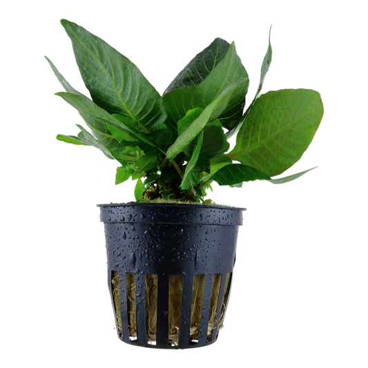 Hygrophila corymbosa 'Compact'