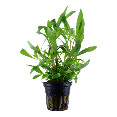 Hygrophila corymbosa 'Siamensis'