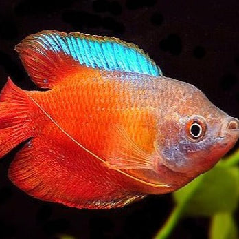 Flame Dwarf Gourami - Trichogaster lalius