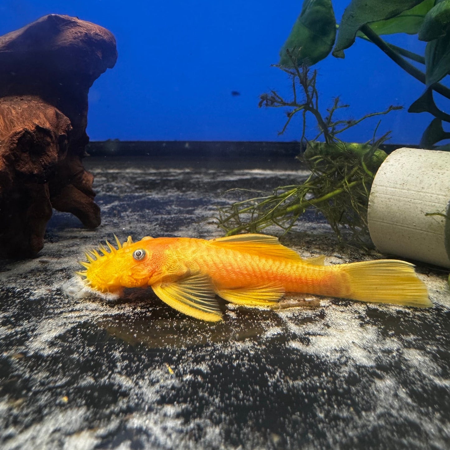 Blue Eye Lemon Bristlenose Pleco L144 (Ancistrus sp.) - PAIR