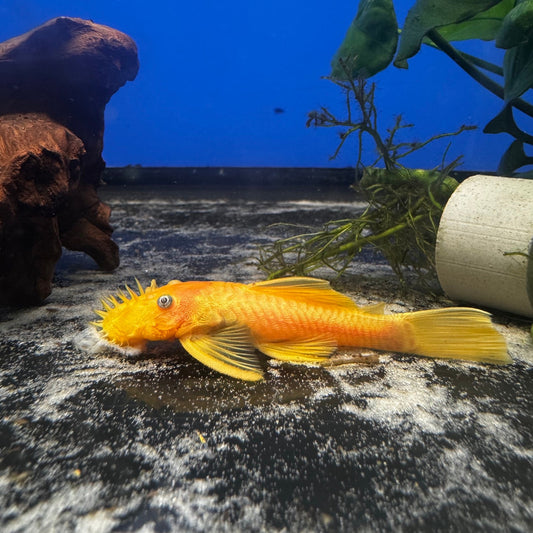 Blue Eye Lemon Bristlenose Pleco L144 (Ancistrus sp.) - PAIR