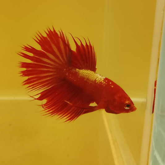 HALFMOON CROWN TAIL RED GOLD GALAXY - Pair